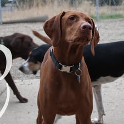 Canine Club