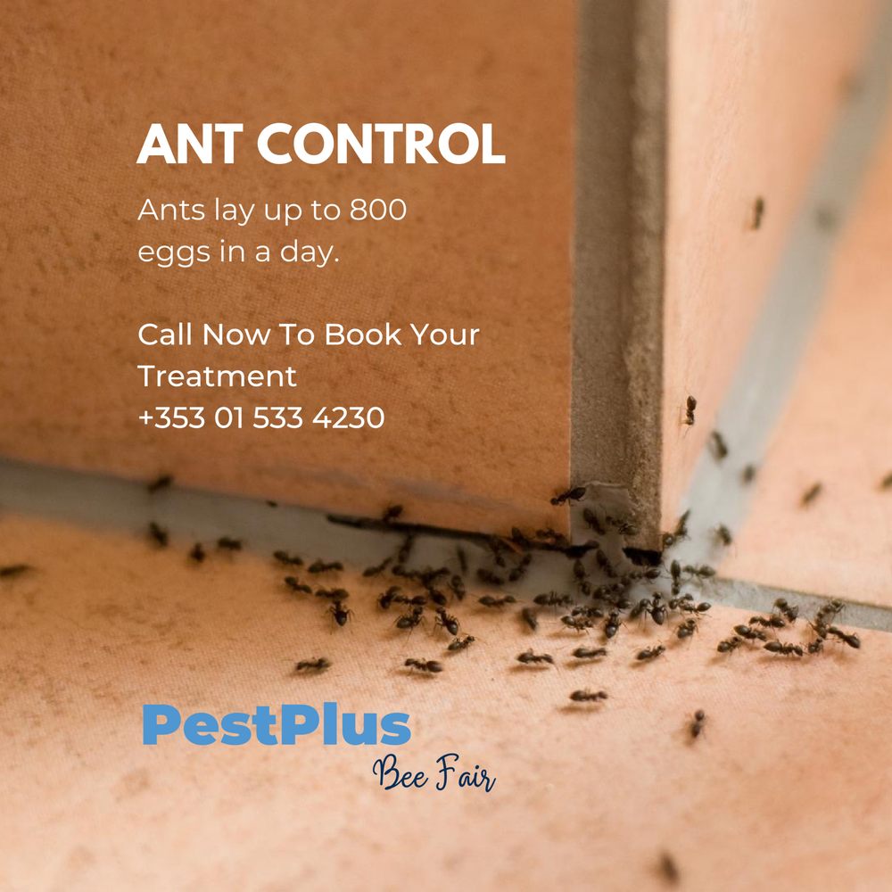 PESTPLUS Dublin, Dublin Pest Control Phone Number Yelp