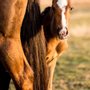 Photo of VetweRx Equine North
