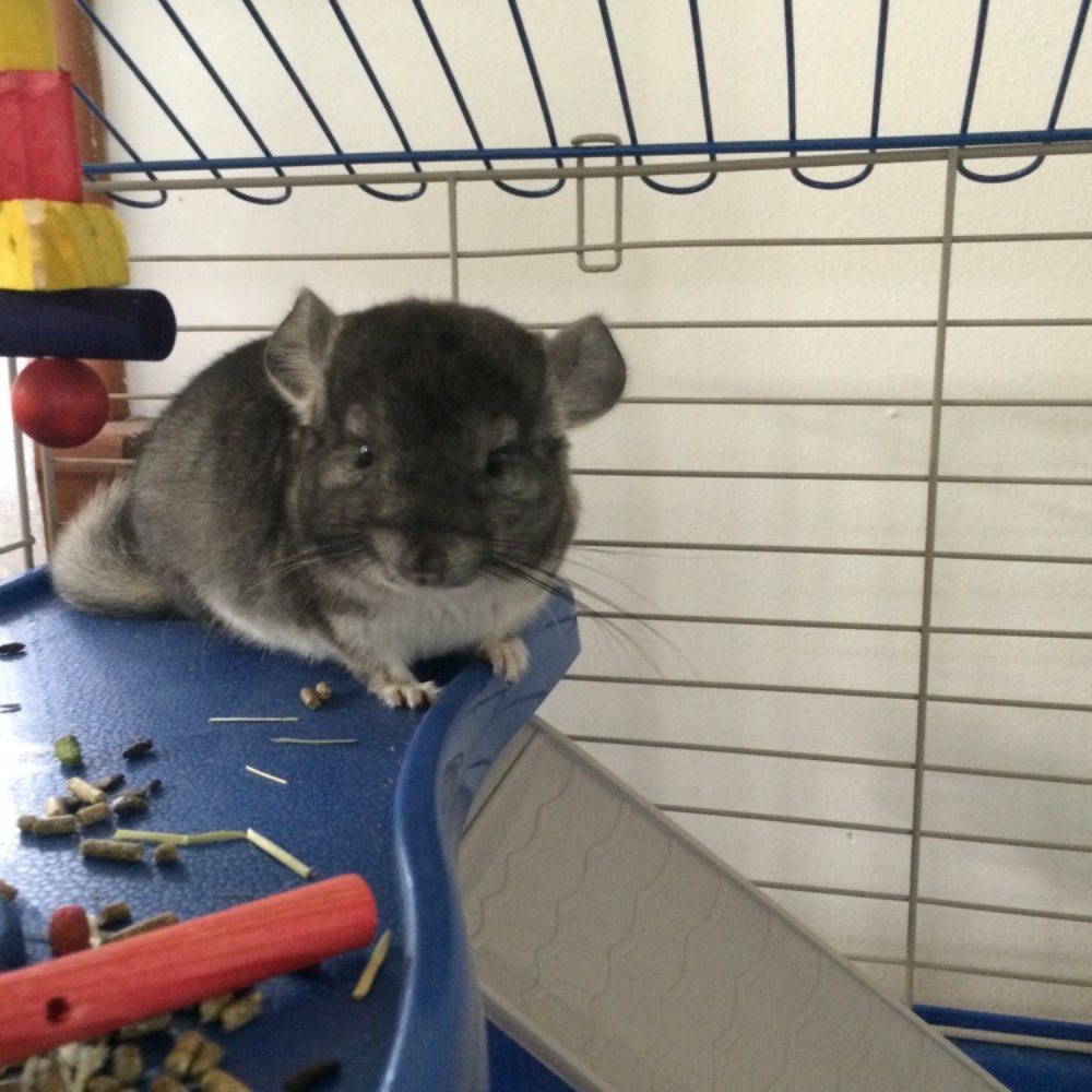 PetSmart Dog Training - My chinchilla is very happy thanks to petsmart :) - Pet Stores Near Me - Kildeer, Illinois PetSmart Dog Training - My chinchilla is very happy thanks to petsmart :) - Pet Stores Near Me - Kildeer, Illinois