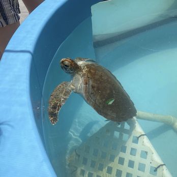 The Turtle Hospital - Sea turtle - Veterinarians Near Me - Marathon, Florida The Turtle Hospital - Sea turtle - Veterinarians Near Me - Marathon, Florida