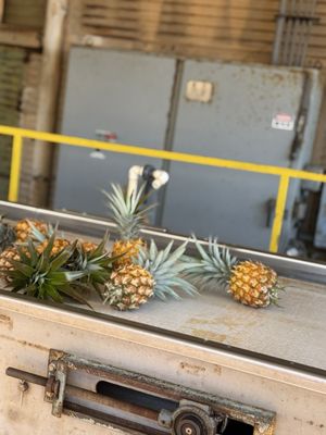 Maui Pineapple Tour by null