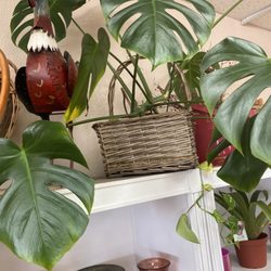 Barstow Flower & Bridal - Monstera Plant