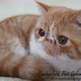 Cumberland Pet Essentials