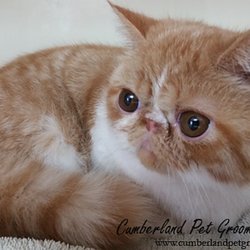 Cumberland Pet Essentials - This was Iggy's first visit with us. We didn't want to let him go.