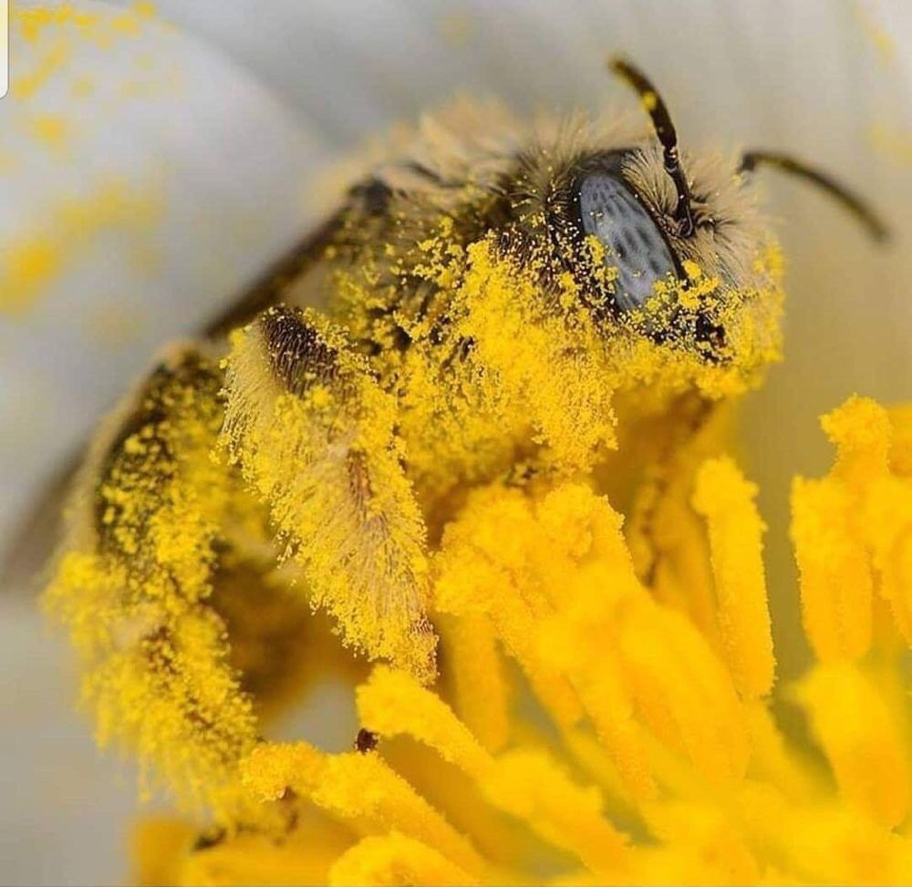 BUG BLASTERS PEST CONTROL Pest Control 1433 Cherry St, Abilene, TX