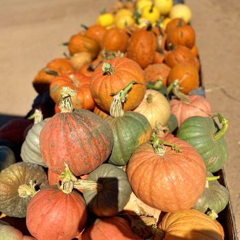 Apple Annie's Produce & Pumpkins - a variety of pumpkins - Farmers Market Near Me - Willcox, Arizona Apple Annie's Produce & Pumpkins - a variety of pumpkins - Farmers Market Near Me - Willcox, Arizona