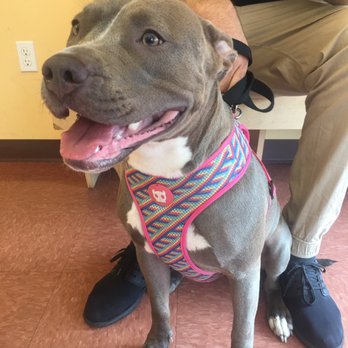 Glendale Veterinary Clinic - Veterinarians Near Me - Glendale, New York Glendale Veterinary Clinic - Veterinarians Near Me - Glendale, New York