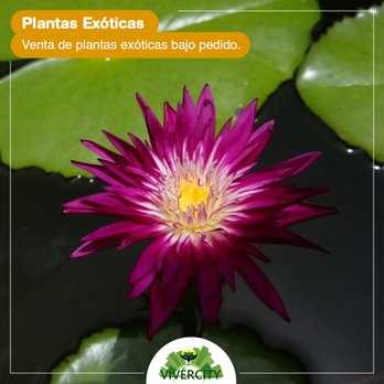 Vivércity - Venta de plantas exóticas bajo pedido. - Nurseries & Gardening Near Me