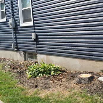 Almighty Tree Experts - Tree Services Near Me
