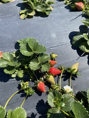 Family Farms by null