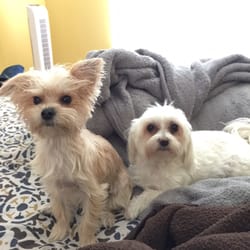 Pierce's Precious Puppies - Toby(2) with his mom Baby(8)