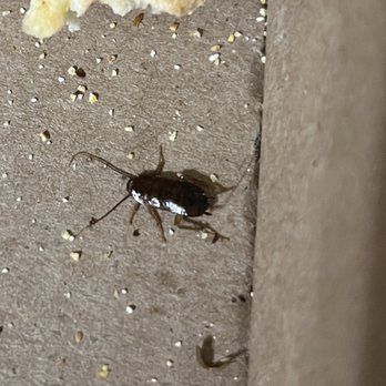 HotBox Pizza - Dead cockroach - Pizza Near Me - Indianapolis, Indiana