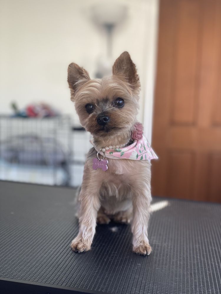 BRIS MAGICAL GROOMS Updated August 2024 30 Photos Watsonville