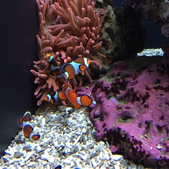 Seattle Aquarium - Aquariums Near Me - Seattle, Washington Seattle Aquarium - Aquariums Near Me - Seattle, Washington