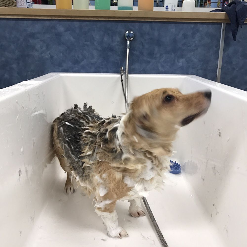 Wash The Dog - Seriously... more bath time - Pet Groomers Near Me - Puyallup, Washington Wash The Dog - Seriously... more bath time - Pet Groomers Near Me - Puyallup, Washington