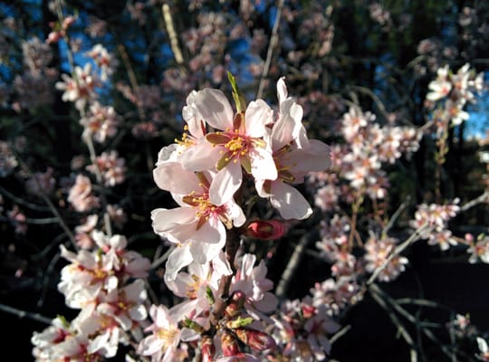 Parque de la Quinta de los Molinos by null