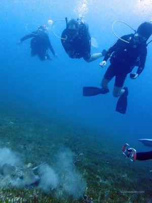 Culebra Divers by null