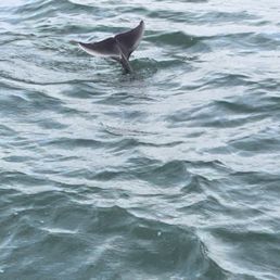 Dolphins