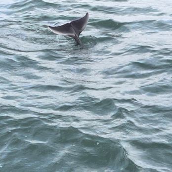 Sunshine Scenic Tours - Dolphins - Boating Near Me - Madeira Beach, Florida