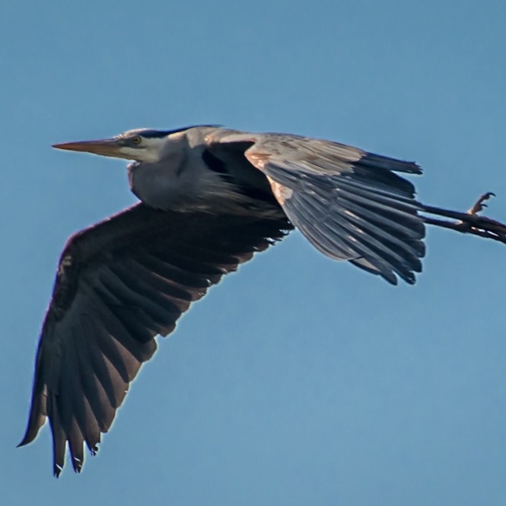 Conestee Nature Preserve - Blue heron in flight - Community Service/Non-Profit Near Me - Greenville, South Carolina Conestee Nature Preserve - Blue heron in flight - Community Service/Non-Profit Near Me - Greenville, South Carolina