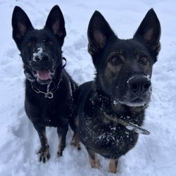 East Columbus Veterinary Hospital - My two adults in the snow after seeing doctor Washington
