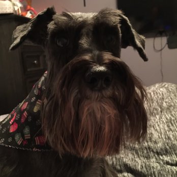Pet Spaw - Isn't Penny beautiful - Pet Groomers Near Me - Glendora, California Pet Spaw - Isn't Penny beautiful - Pet Groomers Near Me - Glendora, California