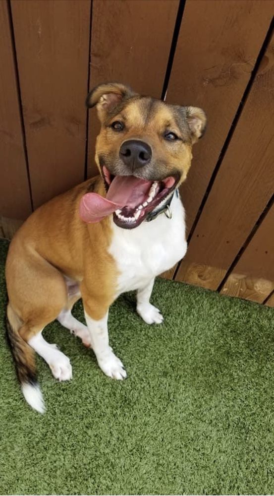 PAWS ‘N PADS PET CARE Updated October 2024 36 Photos & 14 Reviews