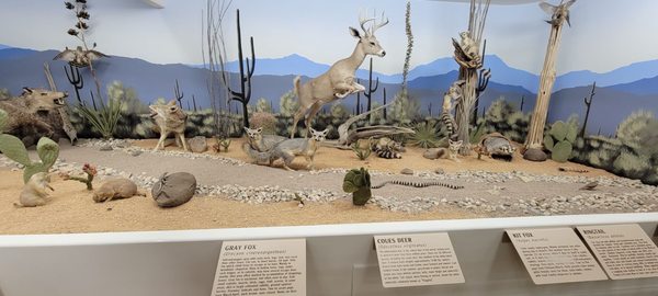 Bryce Wildlife Adventure by null