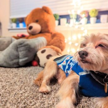 Luv Ur Pet Grooming - Pet Groomers Near Me - Houston, Texas Luv Ur Pet Grooming - Pet Groomers Near Me - Houston, Texas