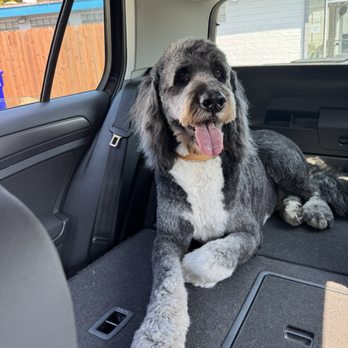 The Empuppyporium - Tired and clean dog after a day at the spa with his new buddies - Pet Groomers Near Me - Richmond, California The Empuppyporium - Tired and clean dog after a day at the spa with his new buddies - Pet Groomers Near Me - Richmond, California