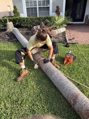 Tree Service Highlights - Trees are vital to your yard’s beauty, health, and safety. In this portfolio, you’ll see our expert tree care—from pruning and trimming to safe removals—designed to keep your landscape thriving and well-managed. We plan each project carefully, balancing your property’s needs with the health of your trees. The results show how regular maintenance improves appearance, safety, and longevity. Browse our work to see the care we provide, and count on Hofflawn to keep your trees in top shape.