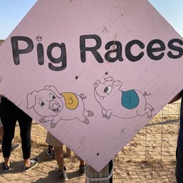 Pig Races