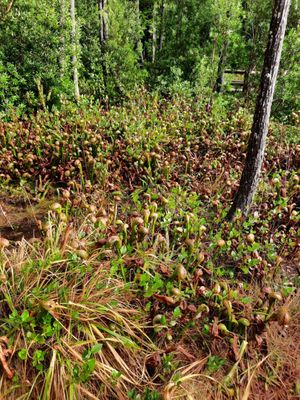 Darlingtonia State Natural Site by null