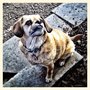Photo of Canines of New York