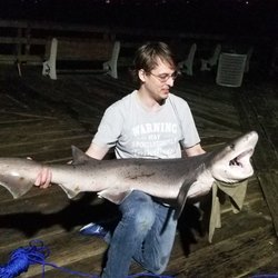 7gill Shark!