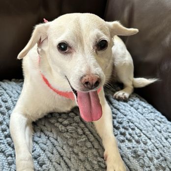 Chino's Caring Kennel - Bella is happy to be home - Pet Groomers Near Me - Chino, California Chino's Caring Kennel - Bella is happy to be home - Pet Groomers Near Me - Chino, California