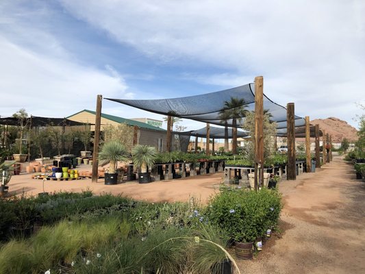 Arcadia Color Garden 1828 N 52nd St Phoenix Az Nurseries Arcadia Color Garden 1828 N 52nd St Phoenix Az Nurseries
