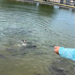 Feeding the fish at end of hatchery tour.