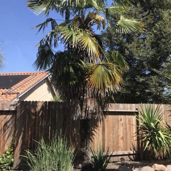 Care Tree Care - Before - Tree Services Near Me Care Tree Care - Before - Tree Services Near Me