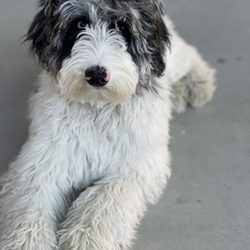 Your Personal Groomer Mobile Pet Salon Giftly Beautiful Gift