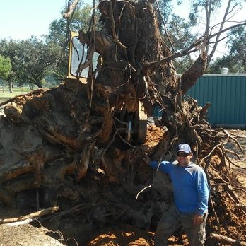 South Coast Stump Removal - Tree Services Near Me South Coast Stump Removal - Tree Services Near Me