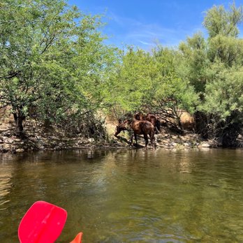 Tonto National Forest - Wild Horses - Parks Near Me - Mesa, Arizona Tonto National Forest - Wild Horses - Parks Near Me - Mesa, Arizona