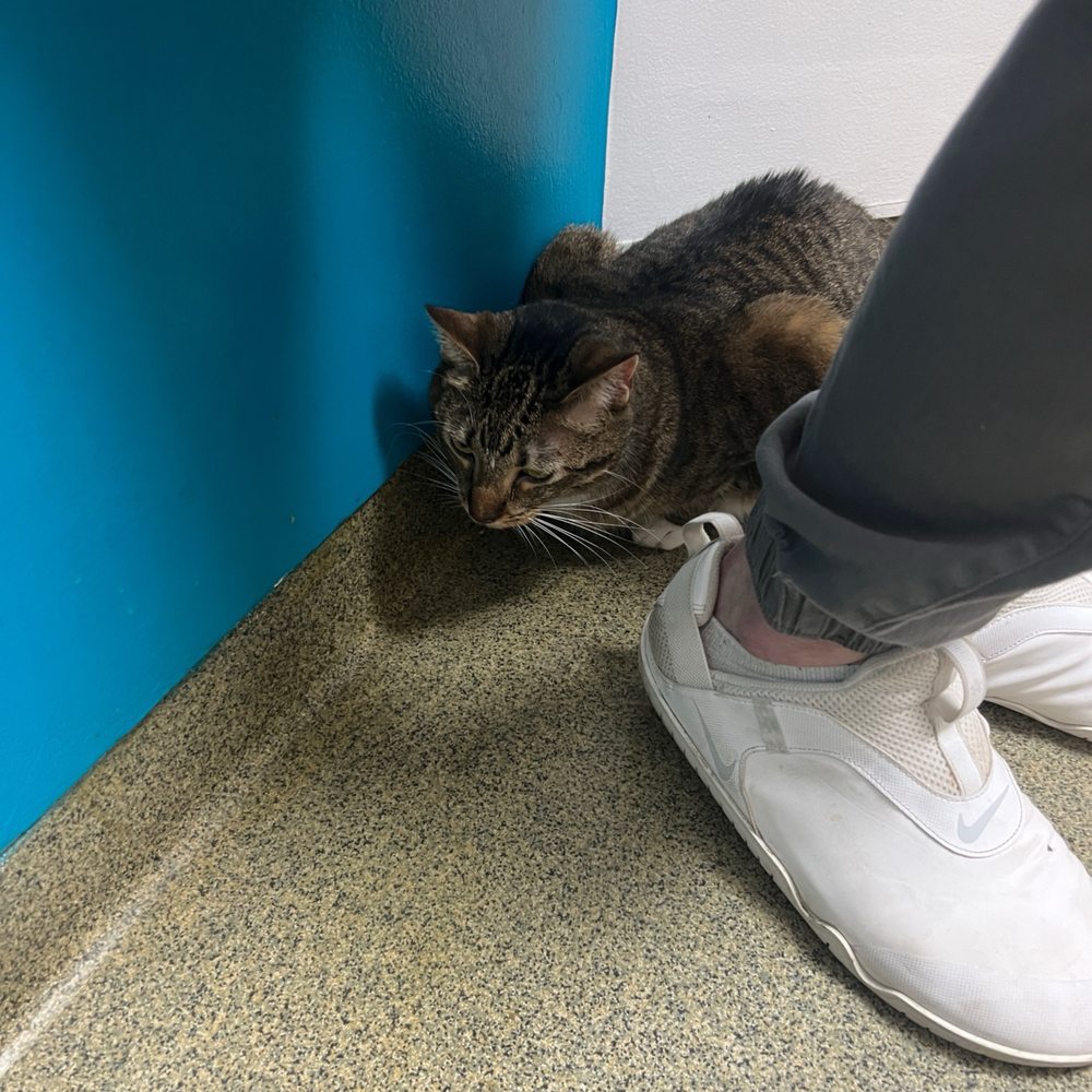 Olathe West Veterinary Care - Kitty was not happy about her visit - Veterinarians Near Me - Olathe, Kansas Olathe West Veterinary Care - Kitty was not happy about her visit - Veterinarians Near Me - Olathe, Kansas