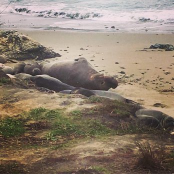 Año Nuevo State Park - One large bull just hanging out on the beach with the others - Beaches Near Me - Pescadero, California