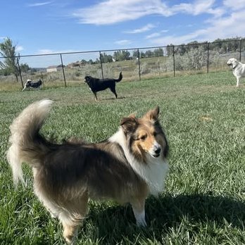 Dogbarn Pet Resort - Pet Boarding Near Me - Billings, Montana Dogbarn Pet Resort - Pet Boarding Near Me - Billings, Montana