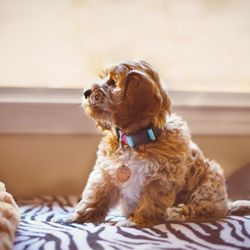 Serenity Springs Labradoodles
