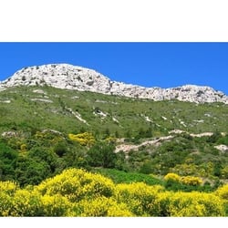 Crinières au vent
