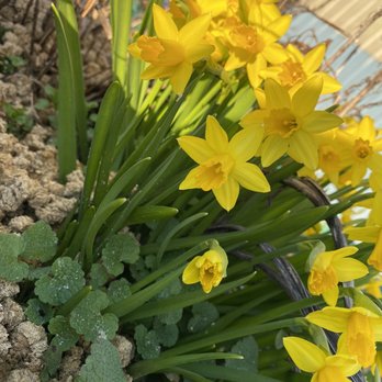 Fido's Farm - Flowers - Pet Training Near Me - Lacey, Washington