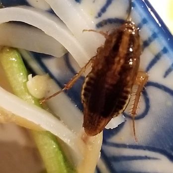 Pho D'lite - WARNING!!! Found this insect in my Pho last night after eating most of it. It looks like a roach nymph to me. Disgusting! - Vietnamese Near Me - Waldorf, Maryland Pho D'lite - WARNING!!! Found this insect in my Pho last night after eating most of it. It looks like a roach nymph to me. Disgusting! - Vietnamese Near Me - Waldorf, Maryland